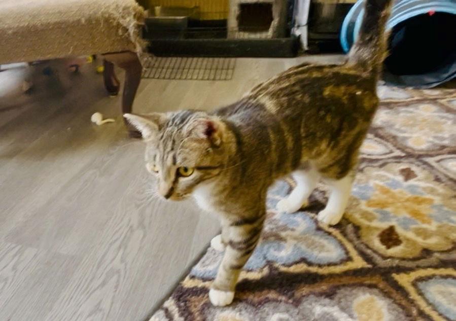 Enlarge Clowder, a Adoptable Domestic Short Hair in Stewartsville, NJ image 2/3