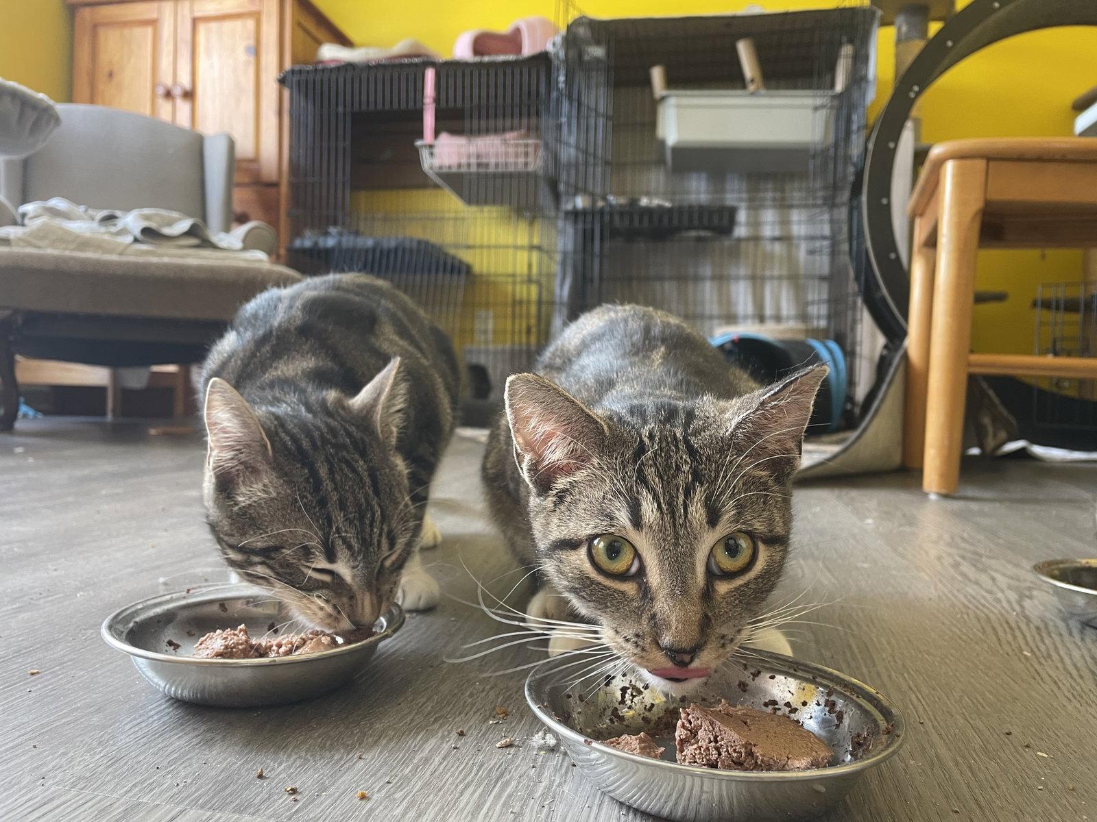 Clowder (w/Wayfarer), a Adoptable Domestic Short Hair in Stewartsville, NJ image 2/3