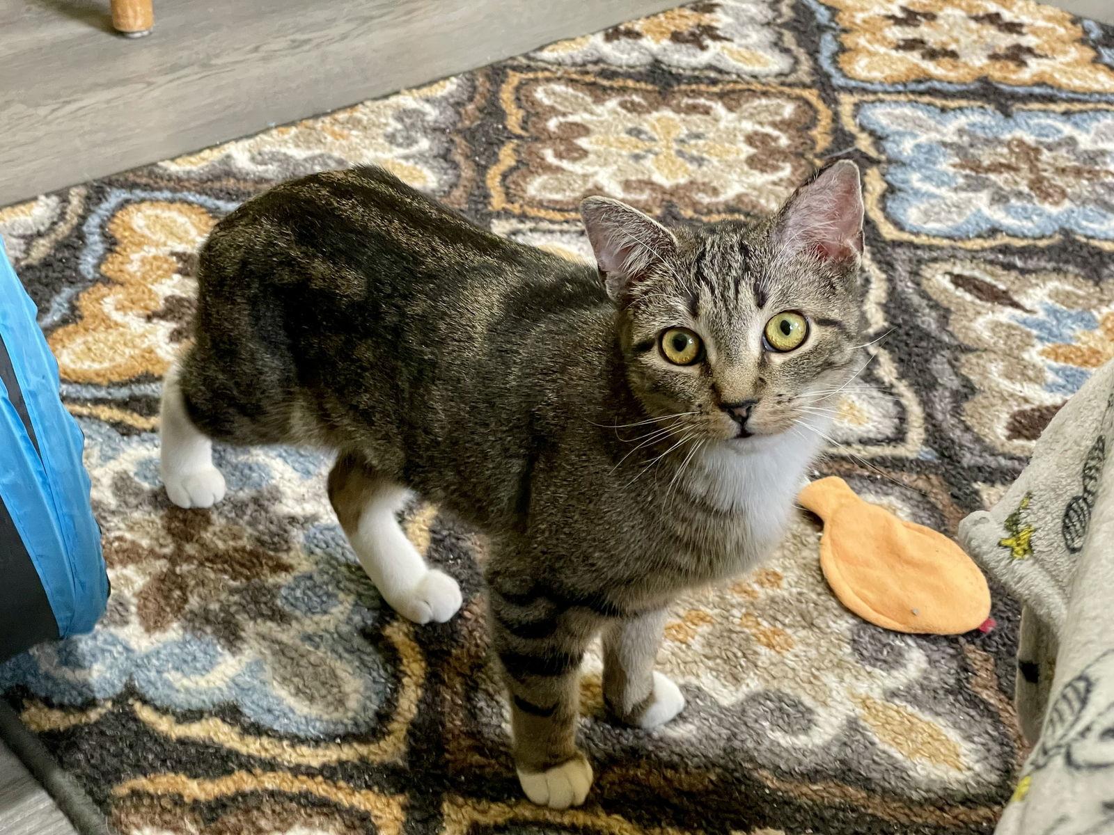 Enlarge Clowder, a Adoptable Domestic Short Hair in Stewartsville, NJ image 3/3