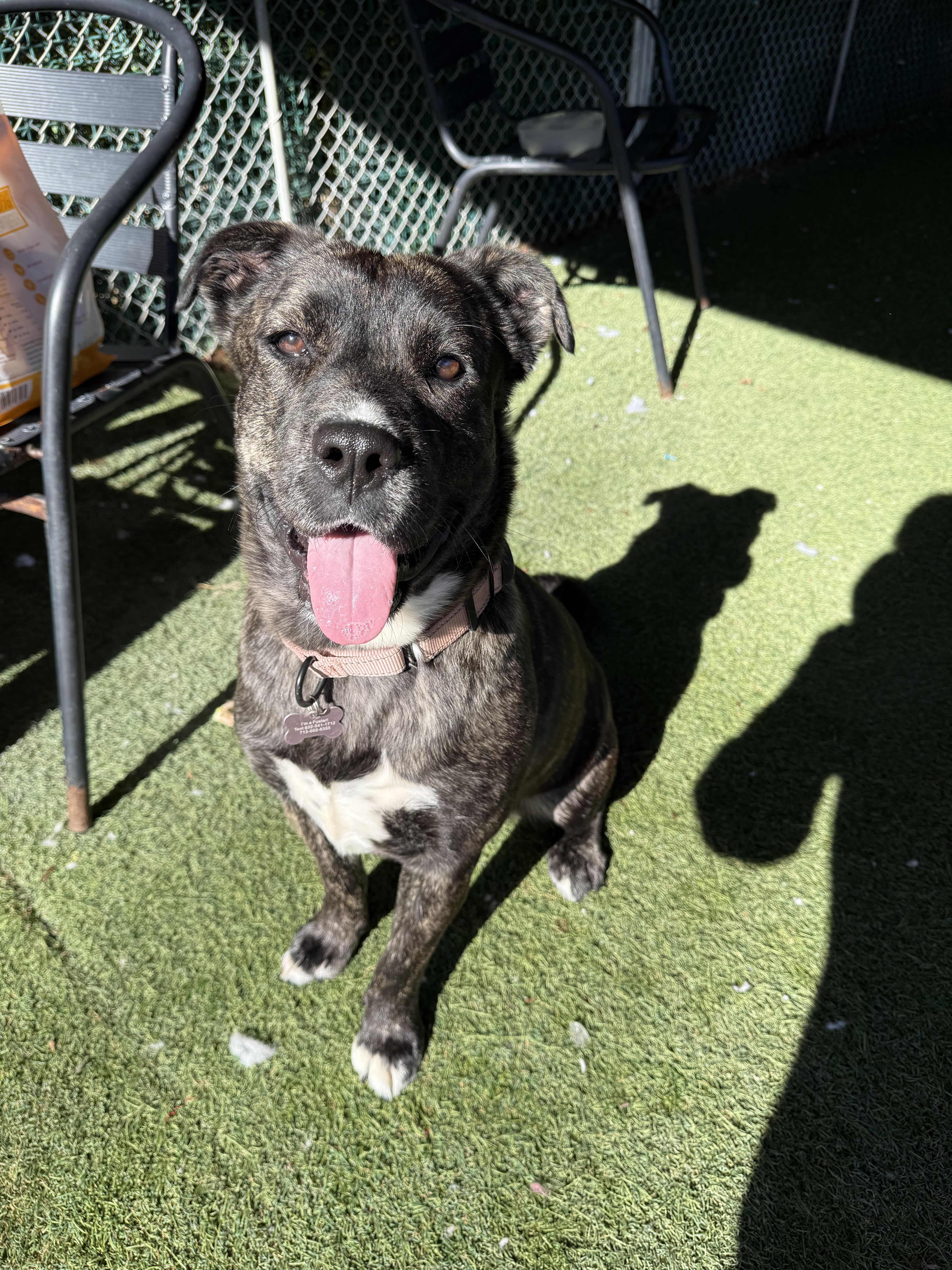 Enlarge Delilah, a ADOPTABLE Mixed Breed in Sudbury, MA image 3/4