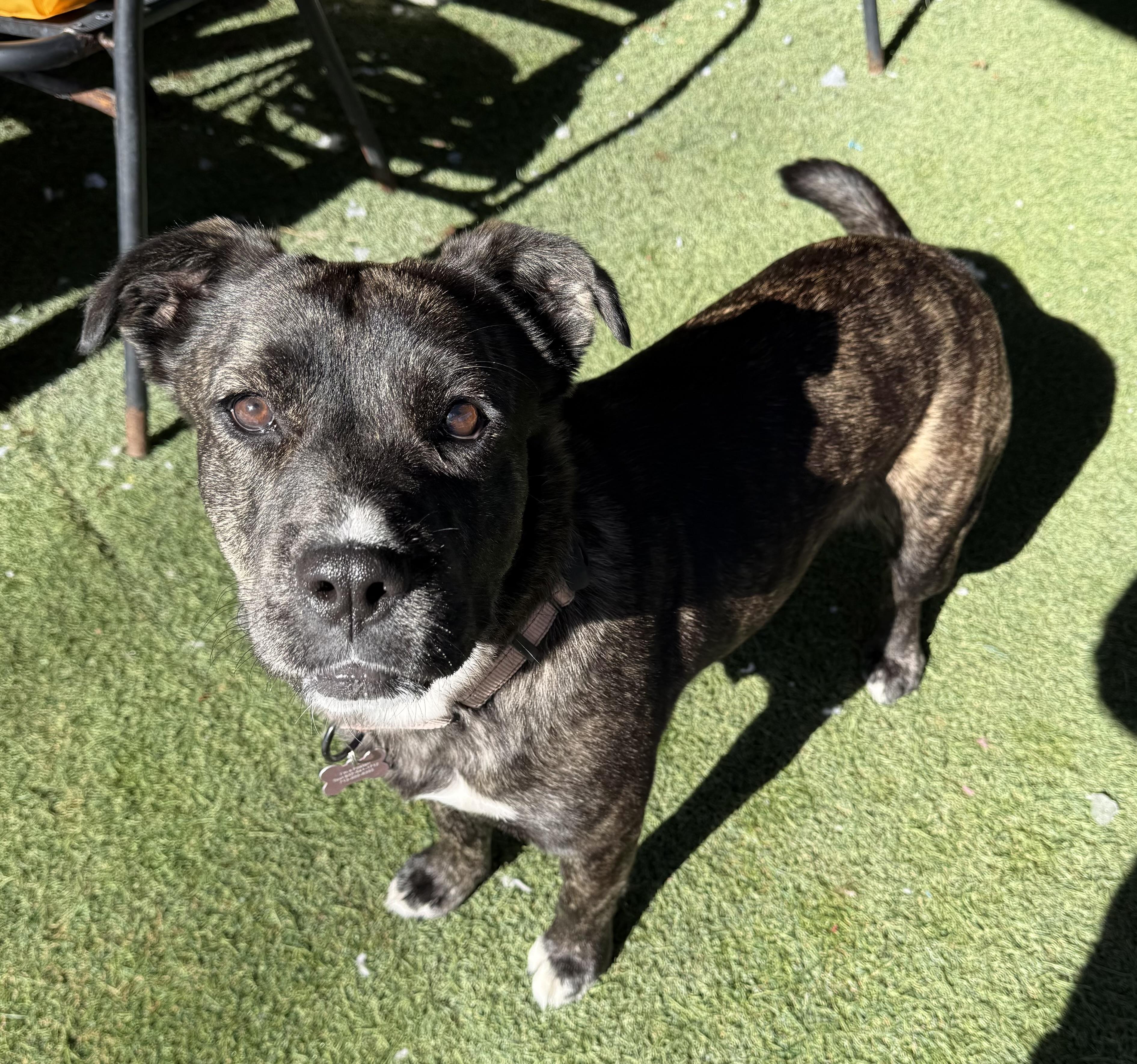 Enlarge Delilah, a ADOPTABLE Mixed Breed in Sudbury, MA image 2/4