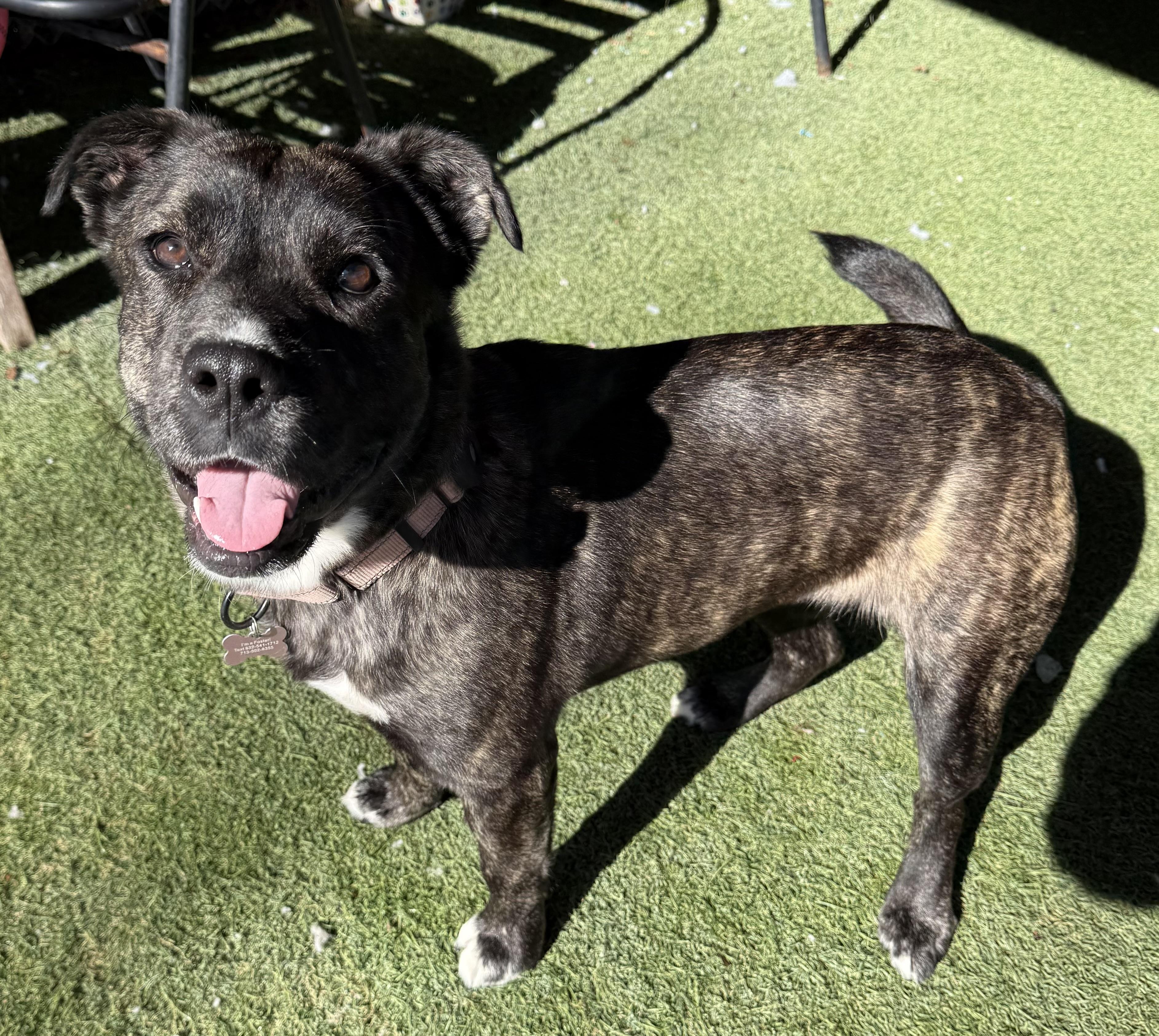 Enlarge Delilah, a ADOPTABLE Mixed Breed in Sudbury, MA image 1/4