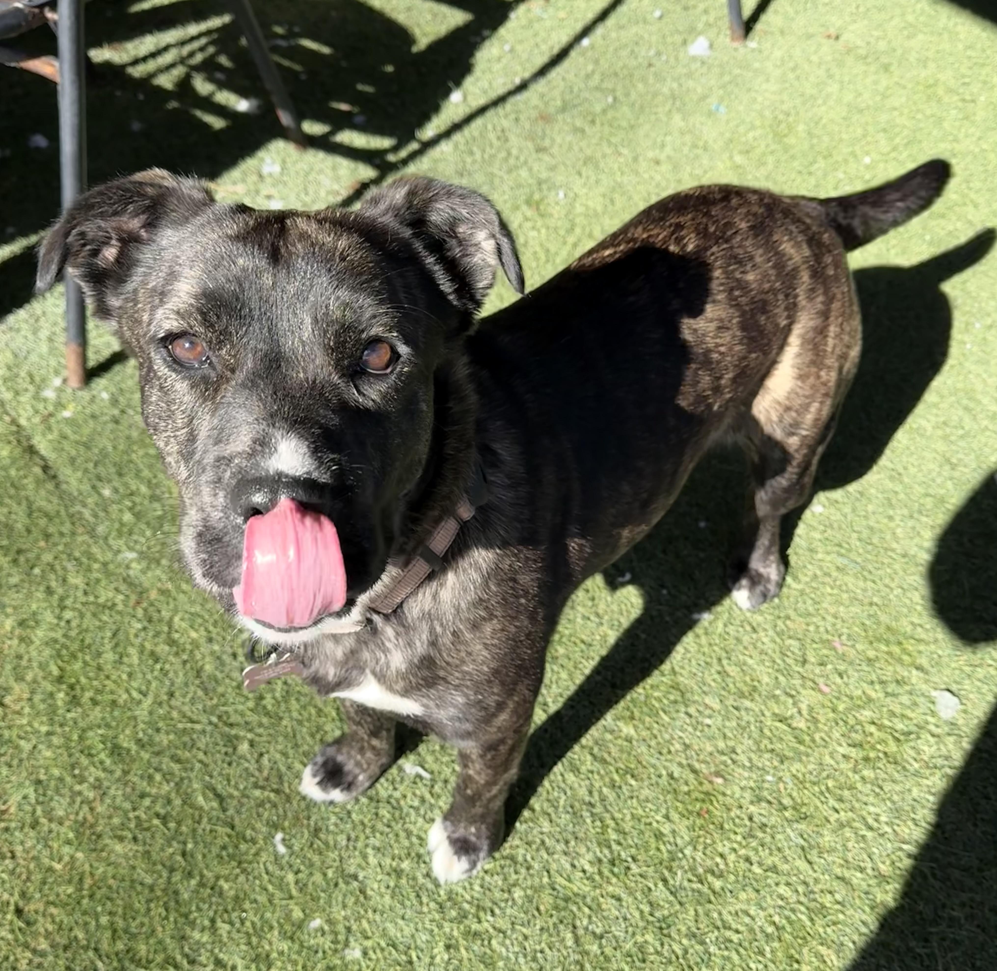 Enlarge Delilah, a ADOPTABLE Mixed Breed in Sudbury, MA image 4/4