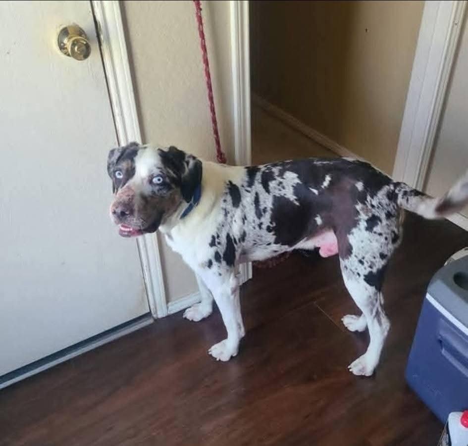 Enlarge Ernie, a ADOPTABLE Catahoula Leopard Dog in Colleyville, TX image 4/5