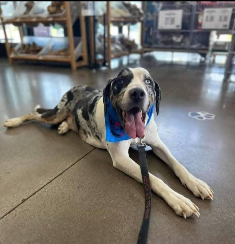 Enlarge Ernie, a ADOPTABLE Catahoula Leopard Dog in Colleyville, TX image 3/5