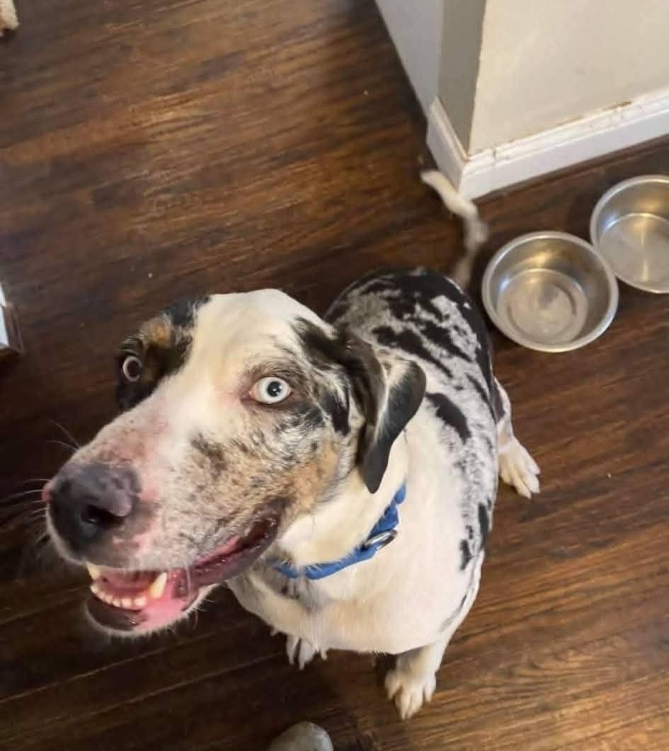 Enlarge Ernie, a ADOPTABLE Catahoula Leopard Dog in Colleyville, TX image 5/5