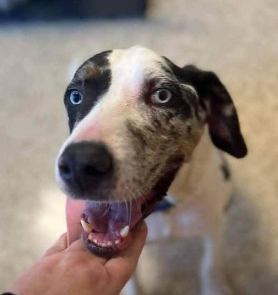 Enlarge Ernie, a ADOPTABLE Catahoula Leopard Dog in Colleyville, TX image 2/5