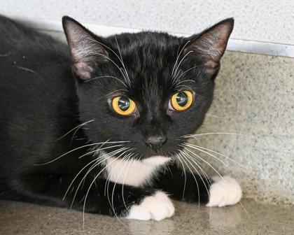 Cadbury, Adoptable, Young Female Domestic Short Hair.