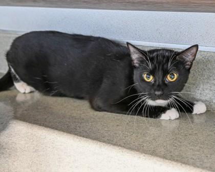 Enlarge Cadbury, a Adoptable Domestic Short Hair in West Seneca, NY image 2/3