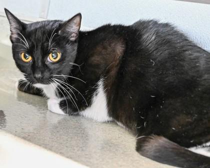 Cadbury, Adoptable, Young Female Domestic Short Hair.