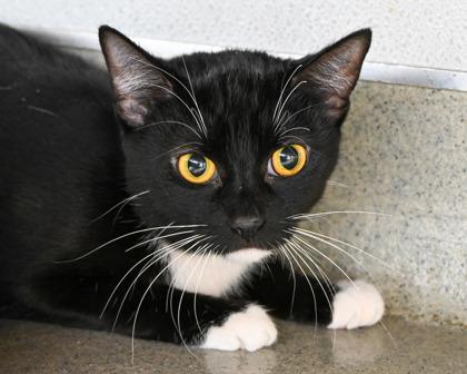 Enlarge Cadbury, a Adoptable Domestic Short Hair in West Seneca, NY image 3/3