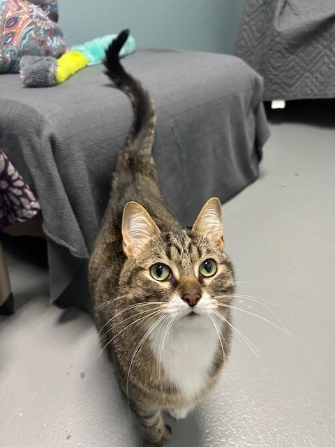 Hemingway, Adoptable, Adult Male Domestic Short Hair.