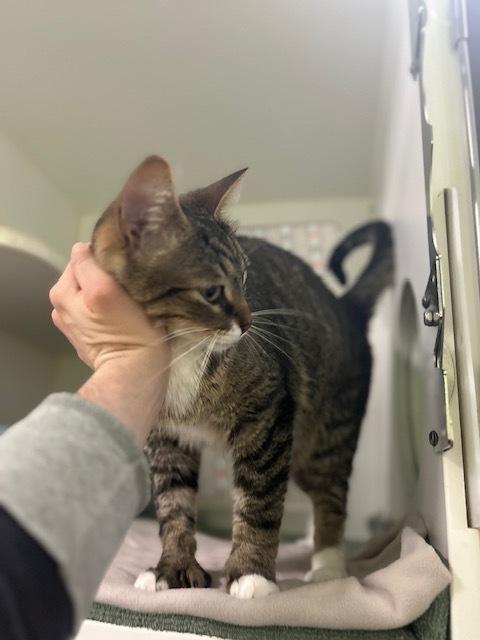 Hemingway, a Adoptable Domestic Short Hair in Muskegon, MI image 2/6