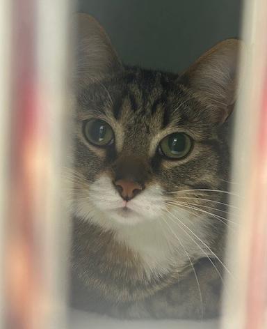 Hemingway, a Adoptable Domestic Short Hair in Muskegon, MI image 3/6