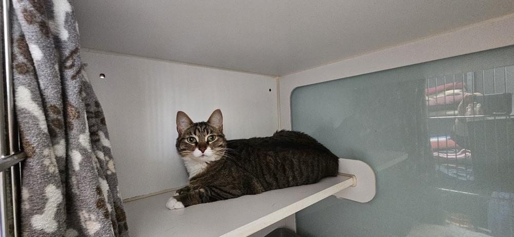Hemingway, a Adoptable Domestic Short Hair in Muskegon, MI image 4/6