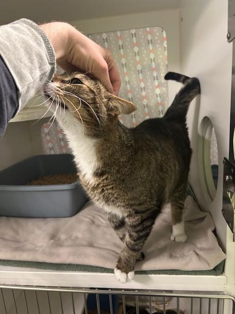 Hemingway, a Adoptable Domestic Short Hair in Muskegon, MI image 5/6