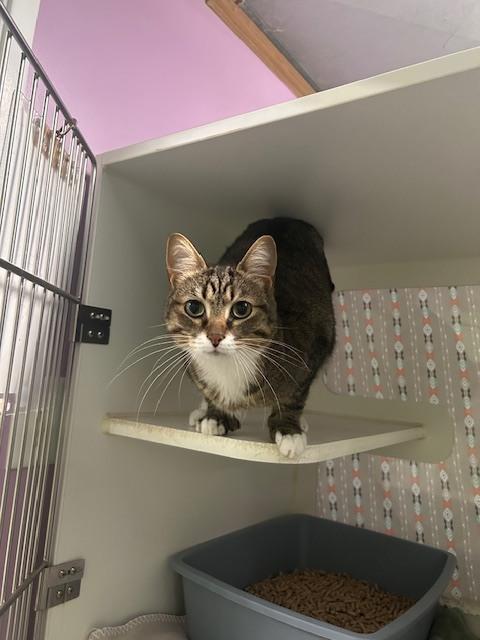 Hemingway, a Adoptable Domestic Short Hair in Muskegon, MI image 6/6