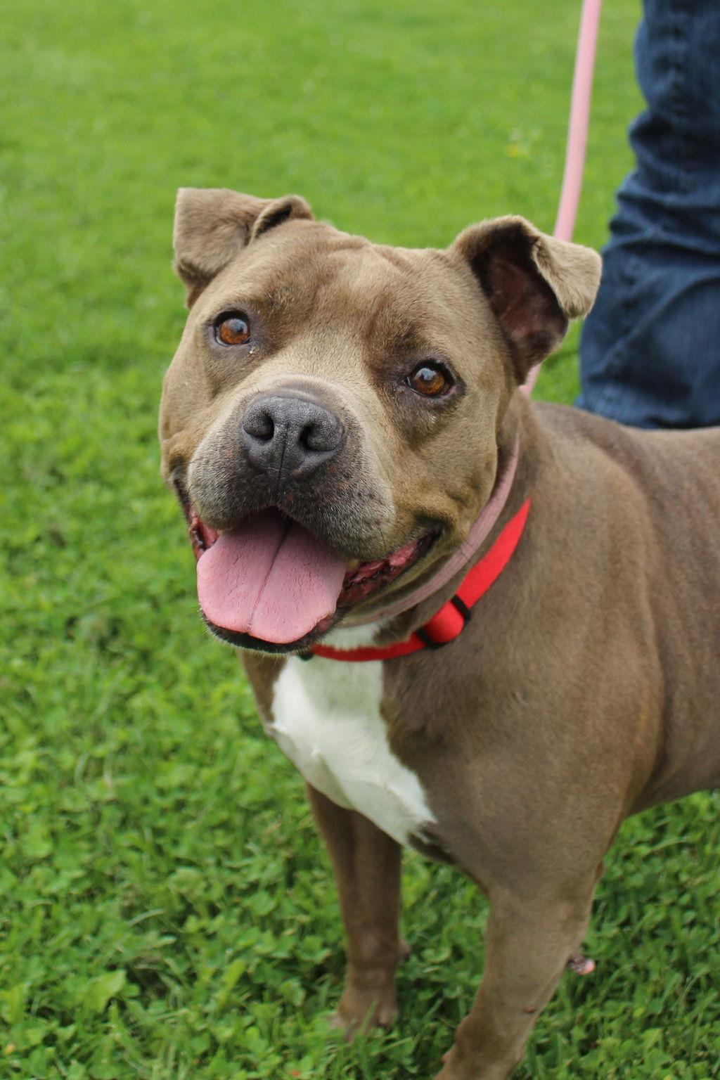 Risa 50955, Adoptable, Senior Female Pit Bull Terrier.