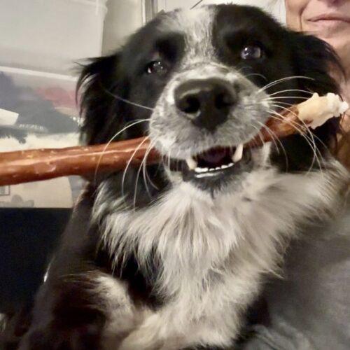 OREO, Adoptable, Adult Male Border Collie.