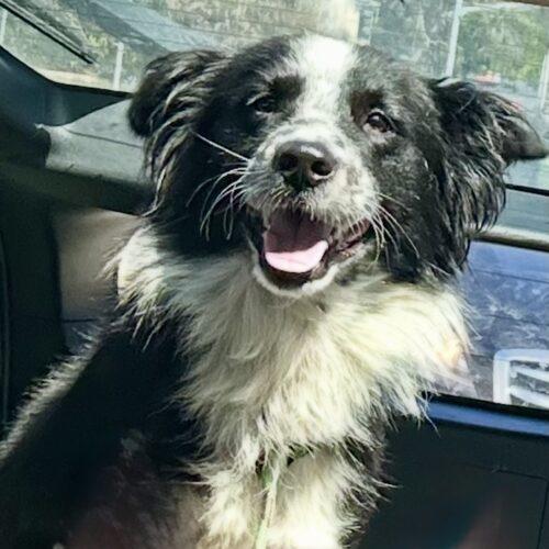 Enlarge OREO, a Adoptable Border Collie in San Juan Capistrano, CA image 2/3