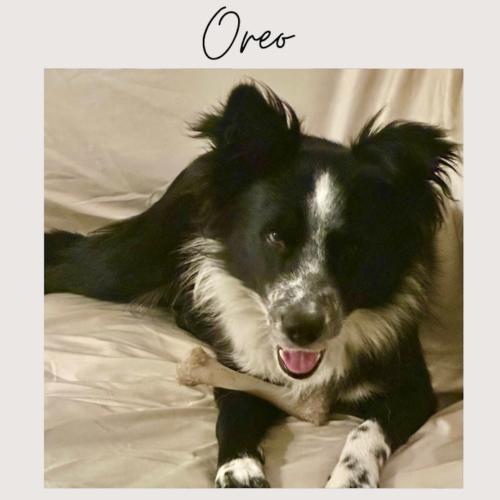 Enlarge OREO, a Adoptable Border Collie in San Juan Capistrano, CA image 3/3