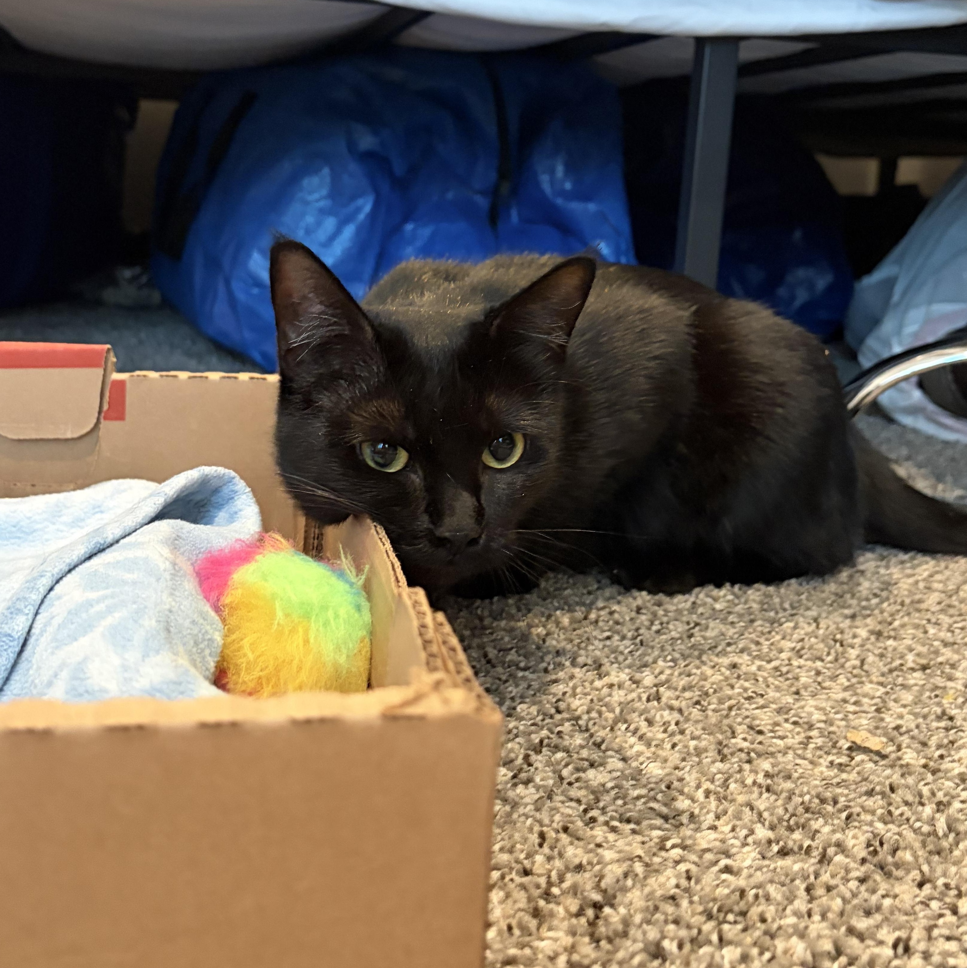 Fiona, a ADOPTABLE Domestic Short Hair in Saint Pete Beach, FL image 4/4