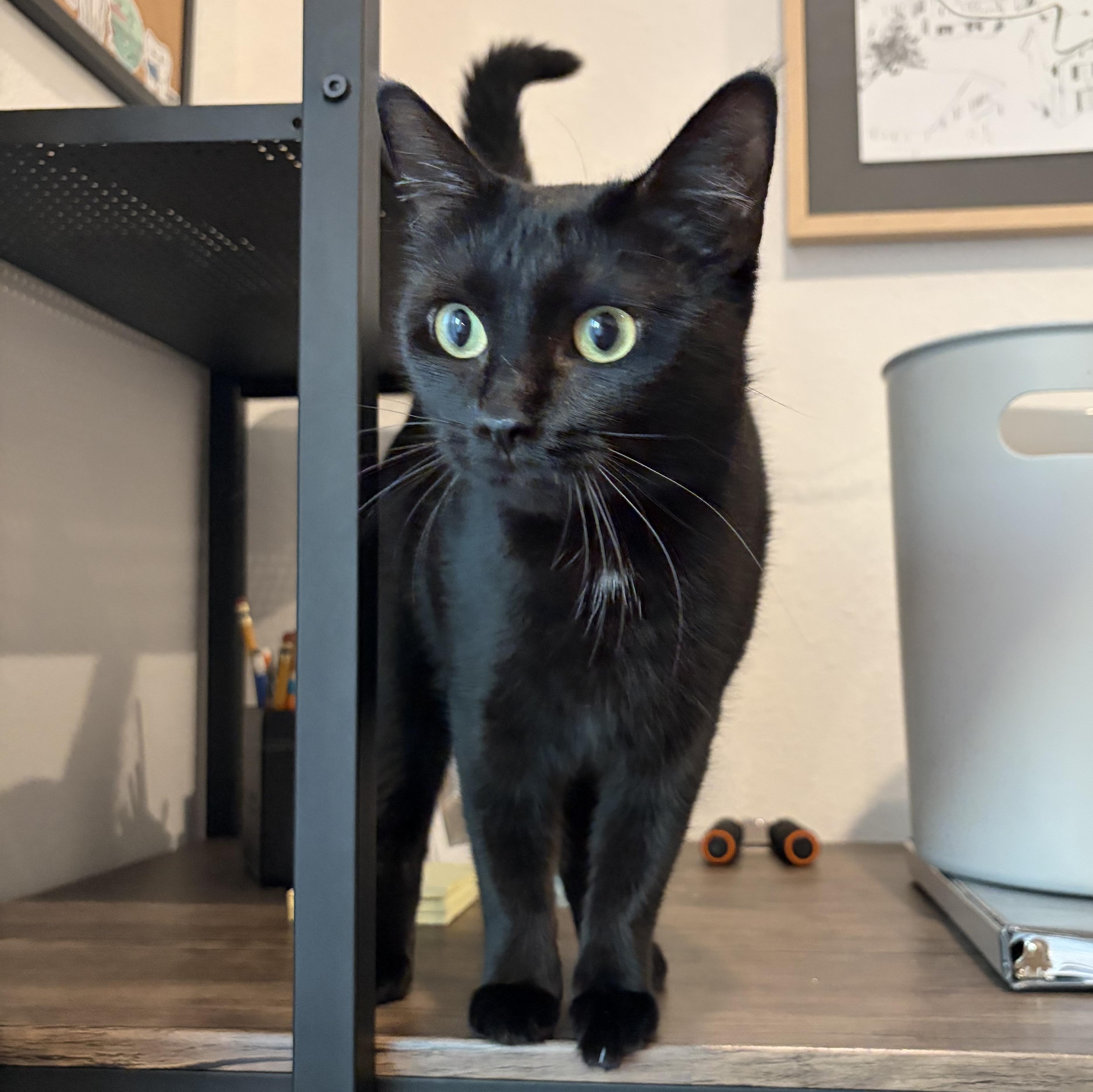 Fiona, a ADOPTABLE Domestic Short Hair in Saint Pete Beach, FL image 2/4