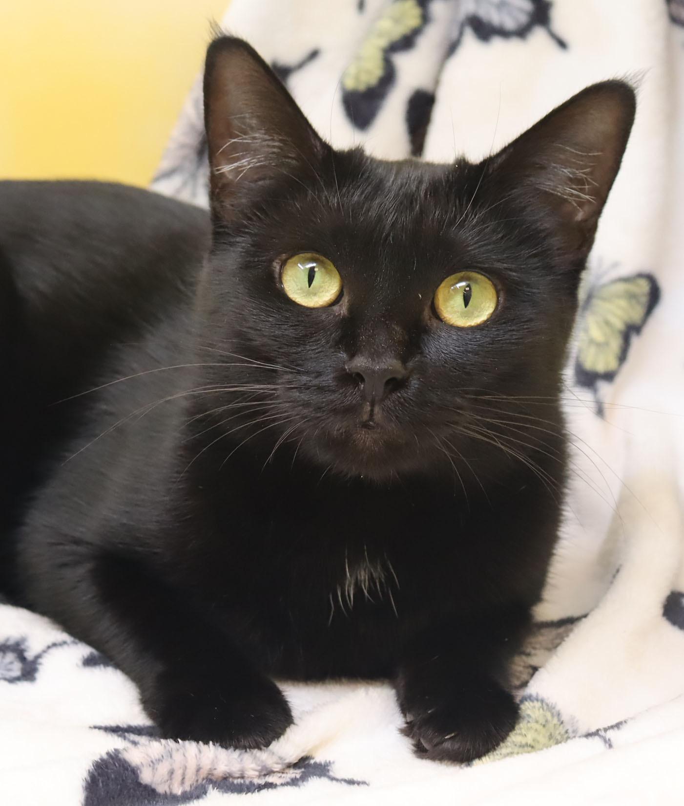 Fiona, ADOPTABLE, Young Female Domestic Short Hair.