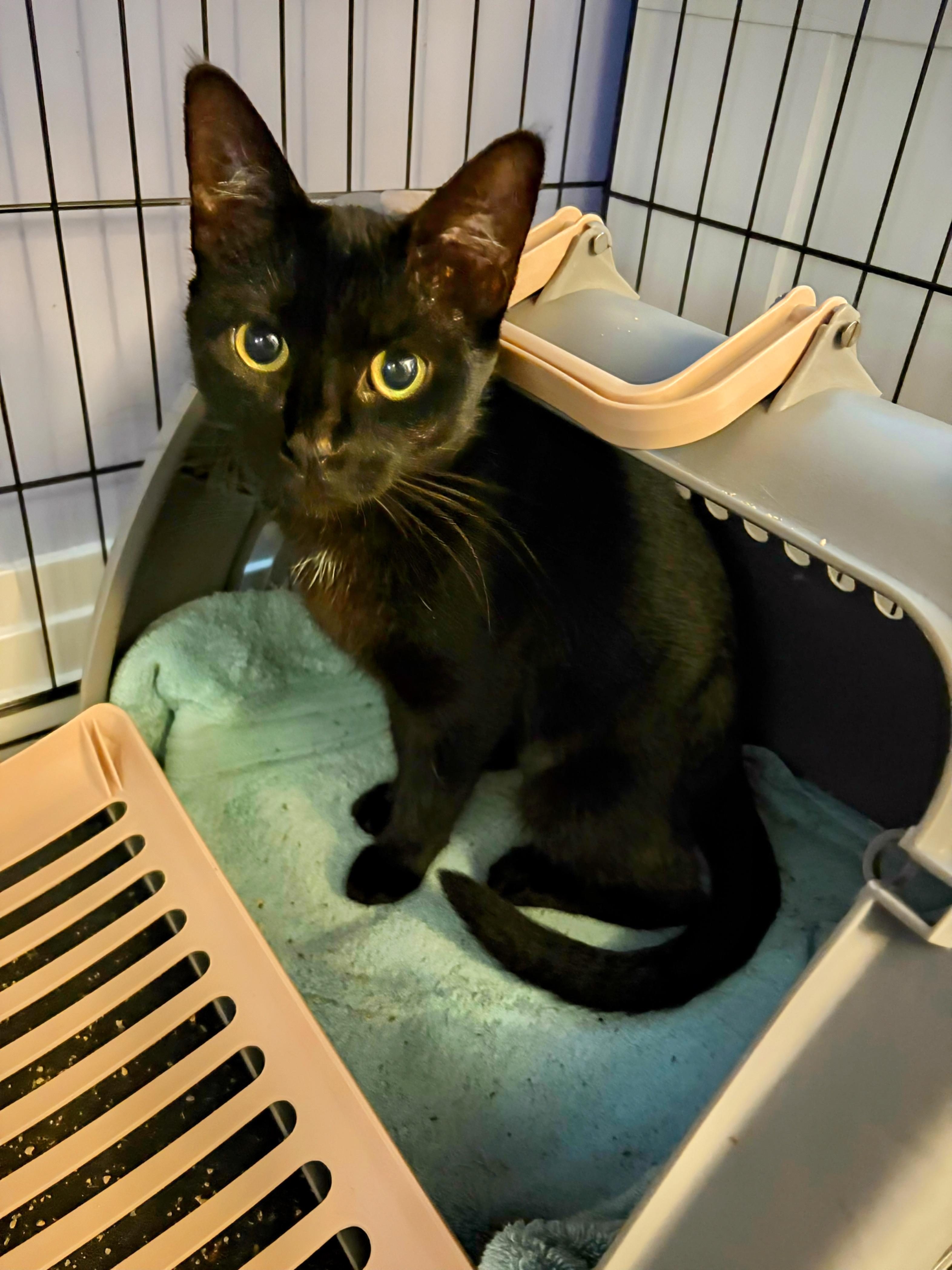 Enlarge Fiona, a ADOPTABLE Domestic Short Hair in Saint Pete Beach, FL image 1/1