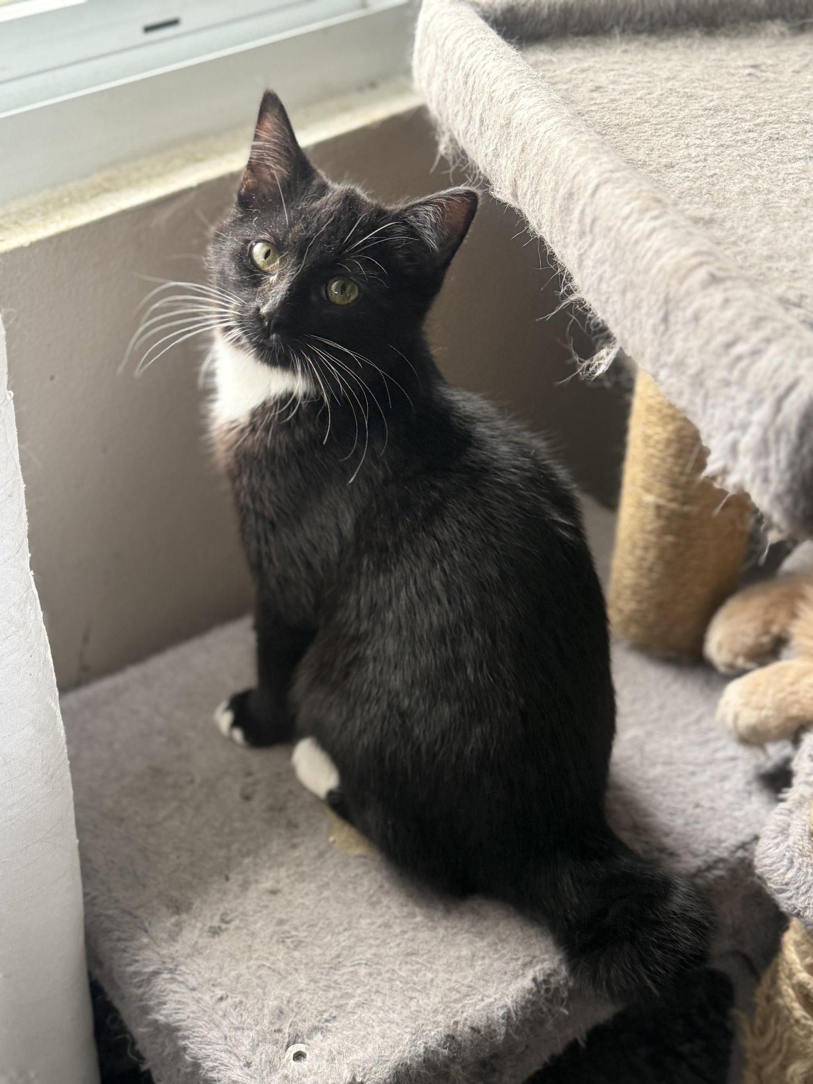 Enlarge Lei, a Adoptable Tuxedo in Fenton, MO image 1/3