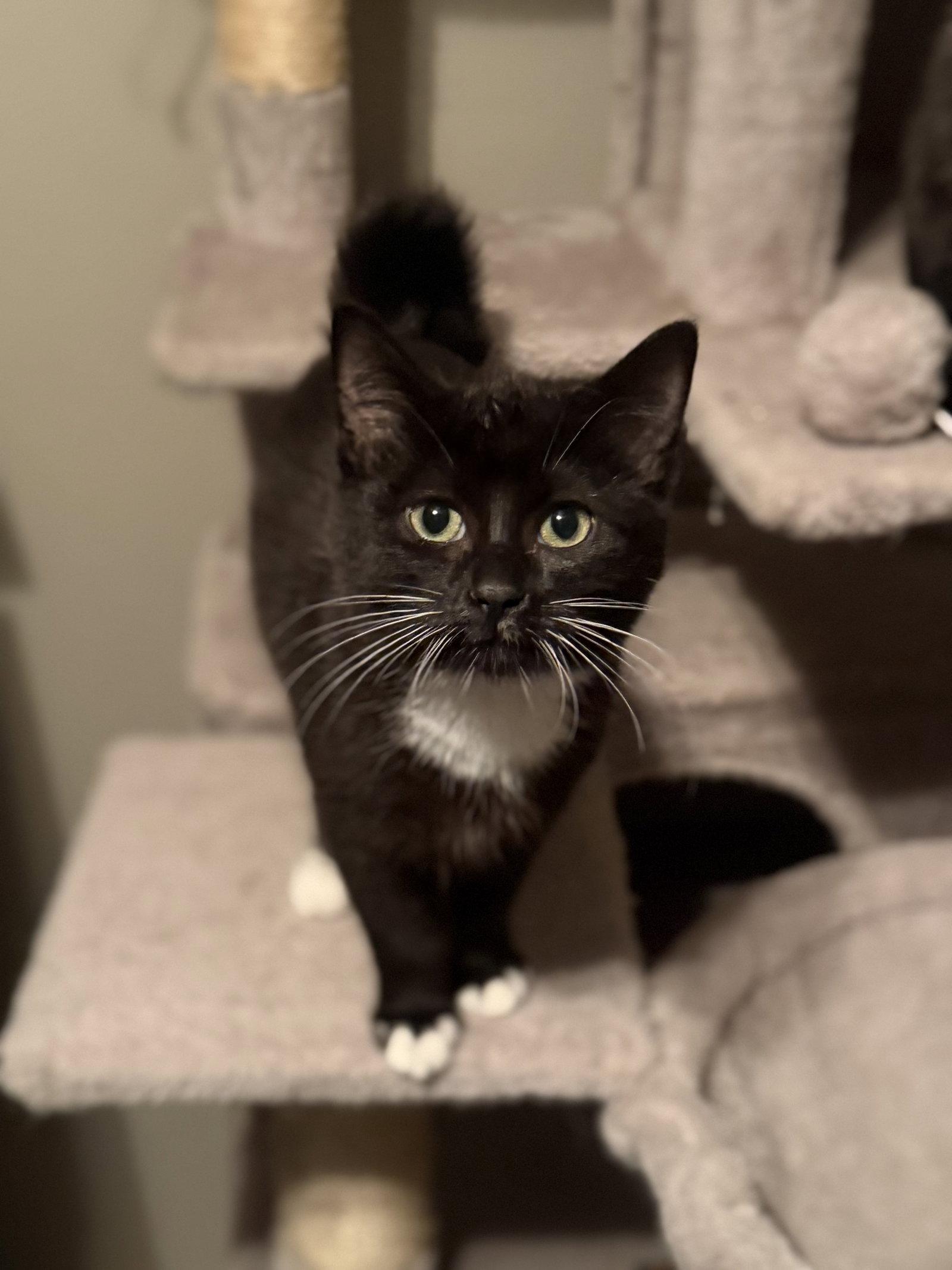 Enlarge Lei, a Adoptable Tuxedo in Fenton, MO image 2/3