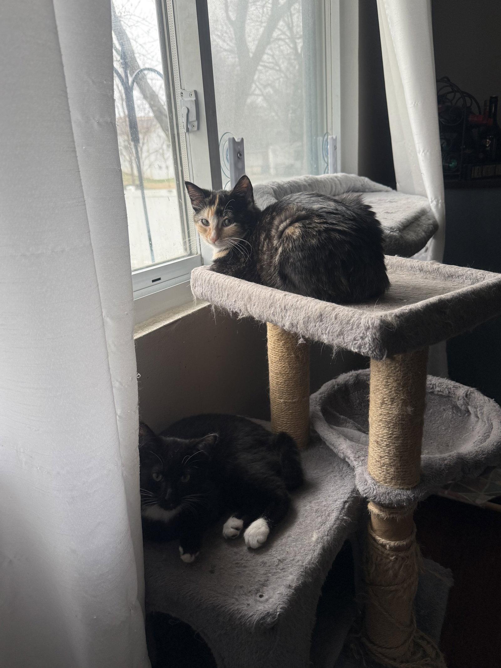 Enlarge Lei, a Adoptable Tuxedo in Fenton, MO image 3/3