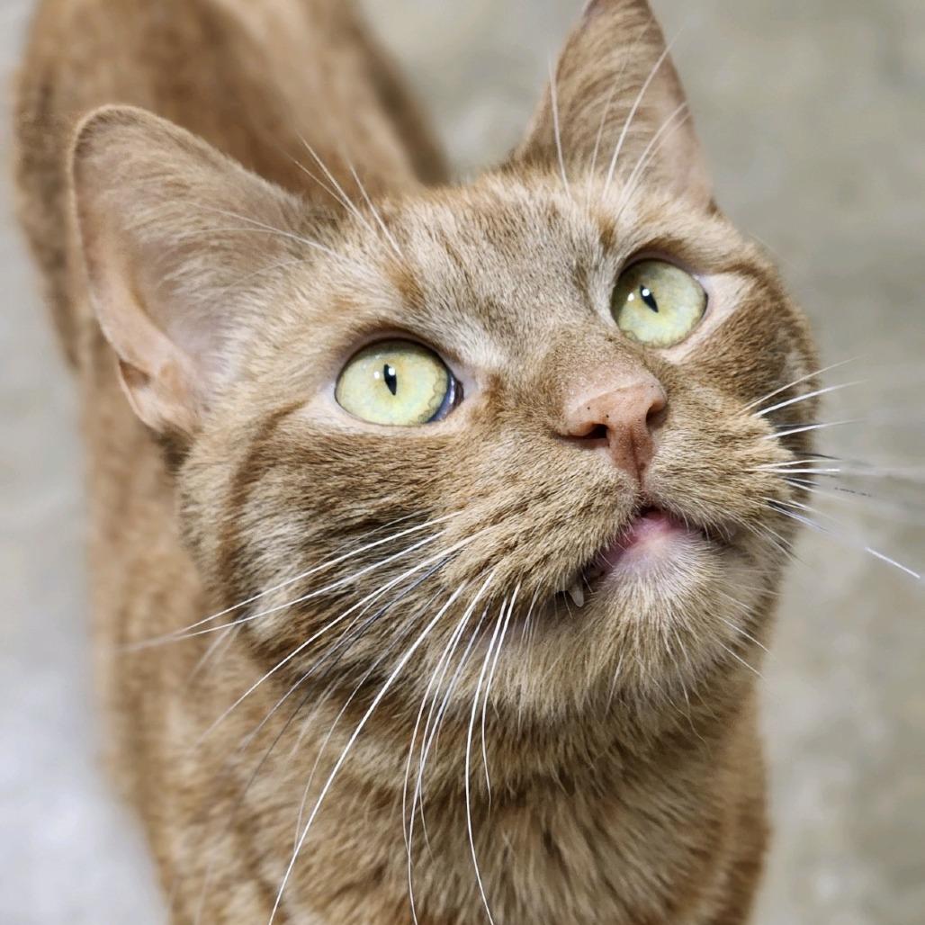 Enlarge Jinx 2026, a Adoptable Domestic Short Hair in Bensalem, PA image 1/6