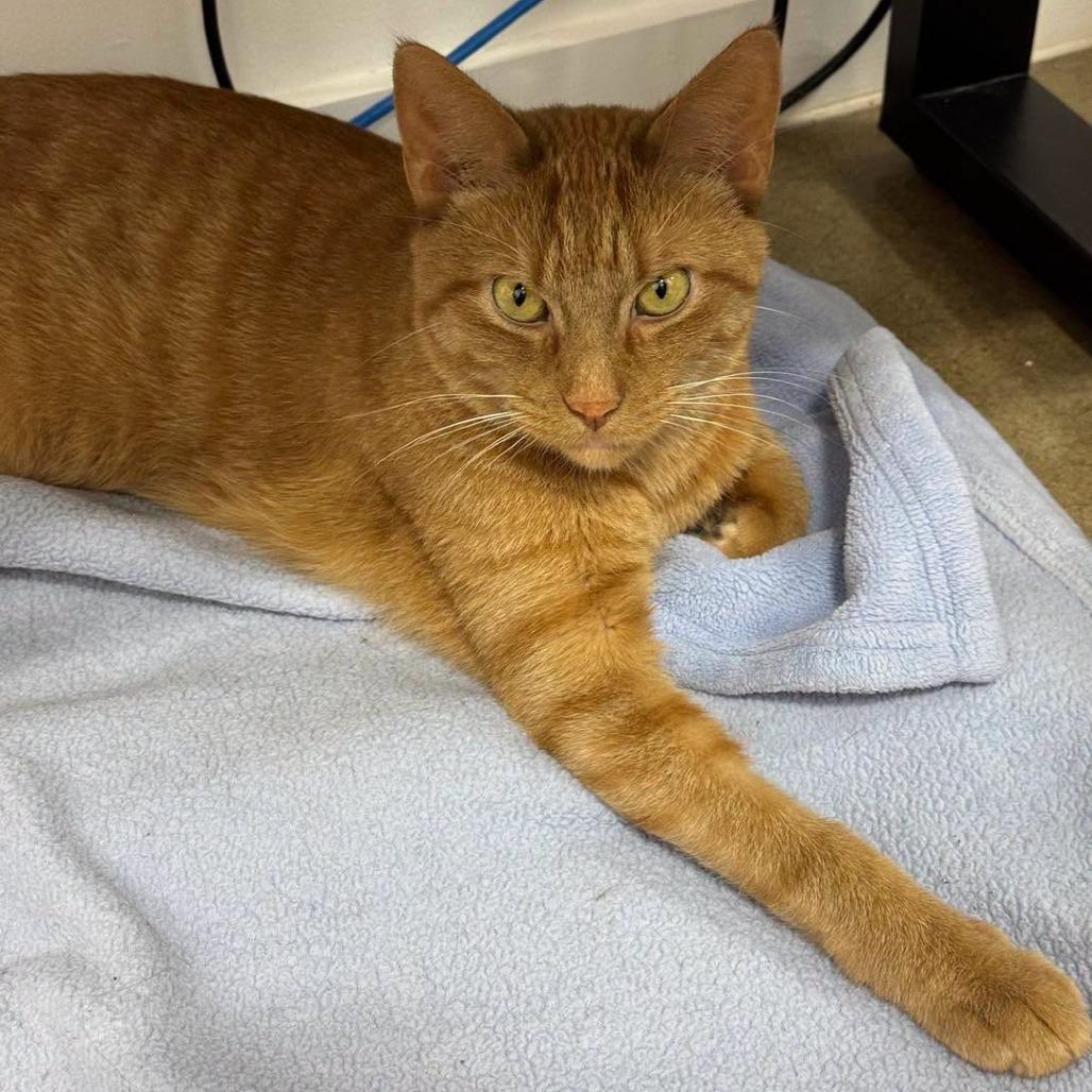 Enlarge Jinx 2026, a Adoptable Domestic Short Hair in Bensalem, PA image 2/6