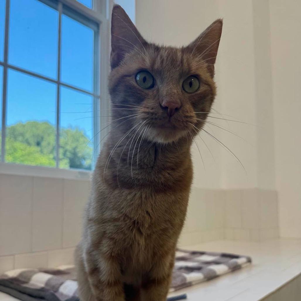 Enlarge Jinx 2026, a Adoptable Domestic Short Hair in Bensalem, PA image 3/6