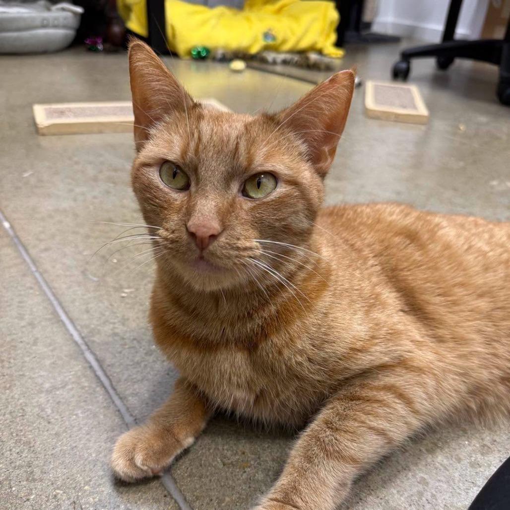 Enlarge Jinx 2026, a Adoptable Domestic Short Hair in Bensalem, PA image 4/6