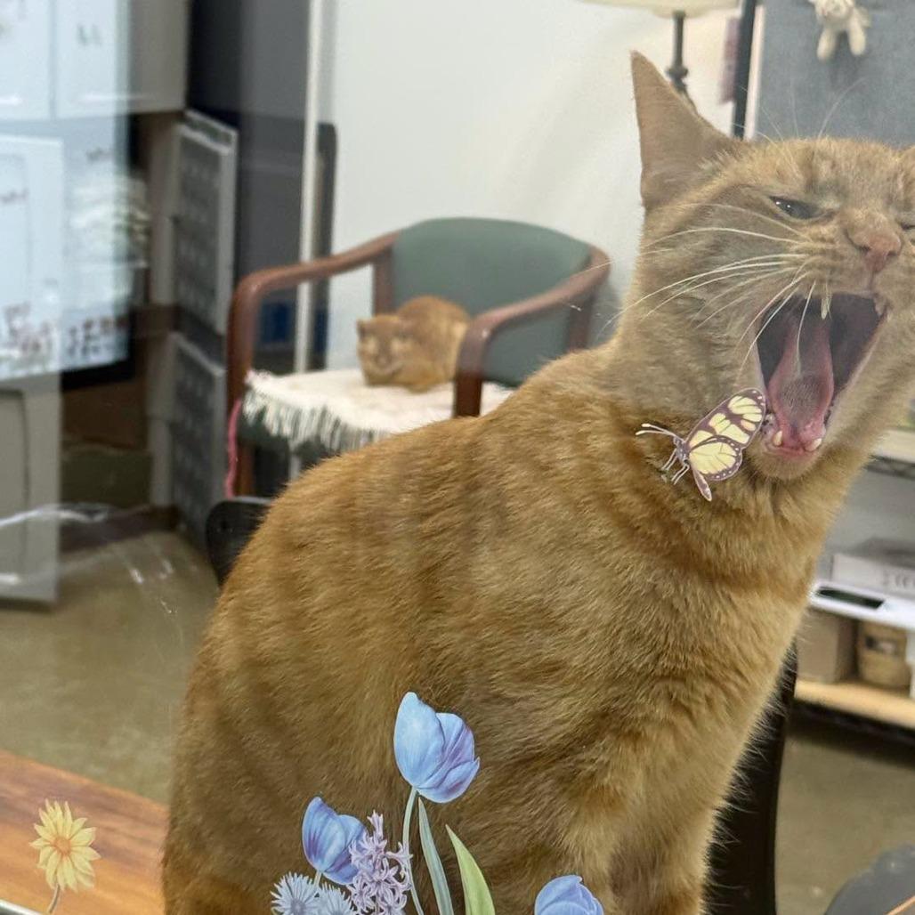 Enlarge Jinx 2026, a Adoptable Domestic Short Hair in Bensalem, PA image 5/6