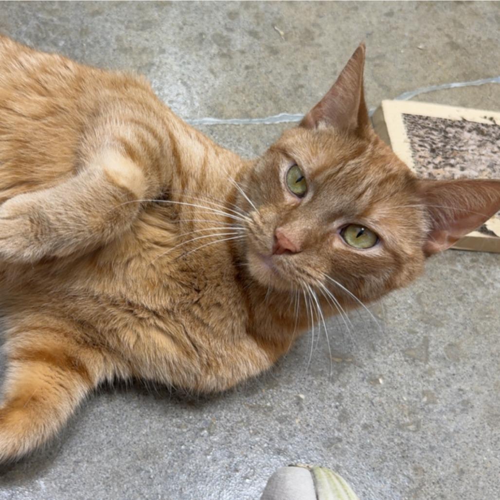 Enlarge Jinx 2026, a Adoptable Domestic Short Hair in Bensalem, PA image 6/6