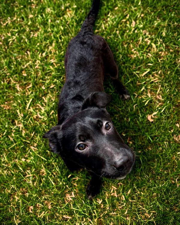 Decaf, Adoptable, Young Female Shepherd & Pit Bull Terrier.