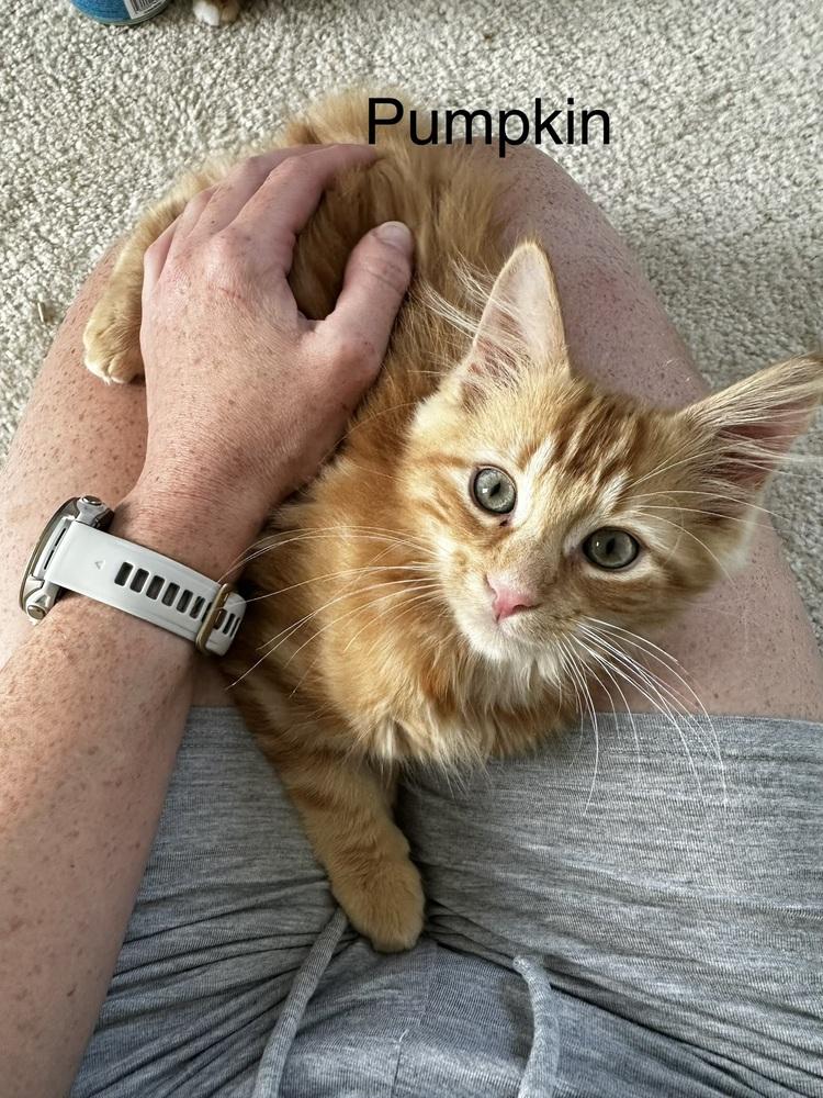 Pumpkin (Lightwell Litter), Adopted, Kitten Male Domestic Medium Hair.
