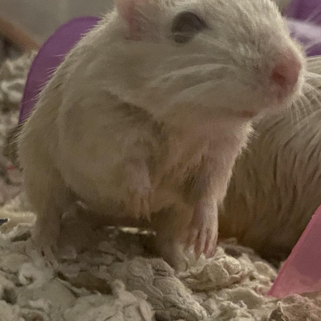Summer w/ Dylan, Nori and Sunny-In foster, Adoptable, Young Female Gerbil.