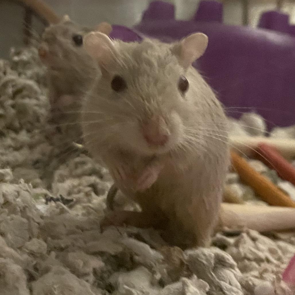Enlarge Summer w/ Dylan, Nori and Sunny-In foster, a Adoptable Gerbil in Springfield, MA image 2/5