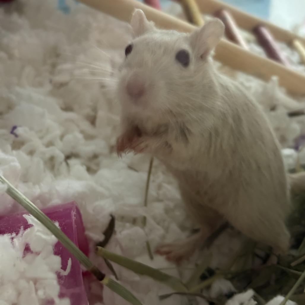 Enlarge Summer w/ Dylan, Nori and Sunny-In foster, a Adoptable Gerbil in Springfield, MA image 3/5