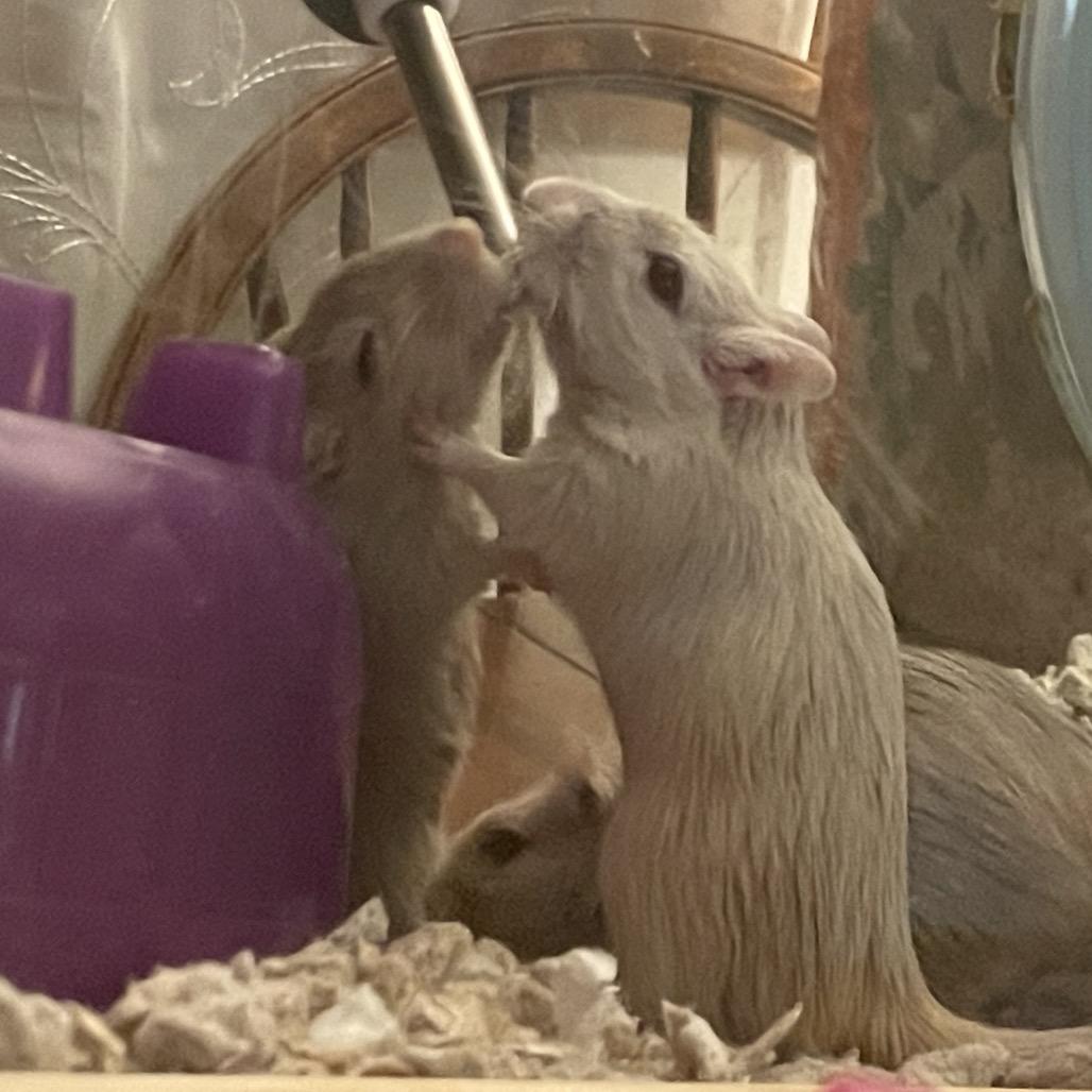Enlarge Summer w/ Dylan, Nori and Sunny-In foster, a Adoptable Gerbil in Springfield, MA image 4/5