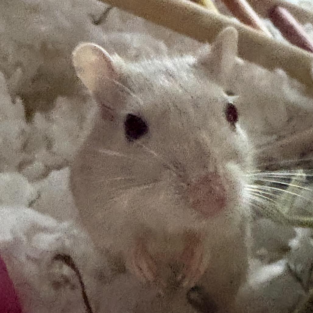 Enlarge Summer w/ Dylan, Nori and Sunny-In foster, a Adoptable Gerbil in Springfield, MA image 5/5