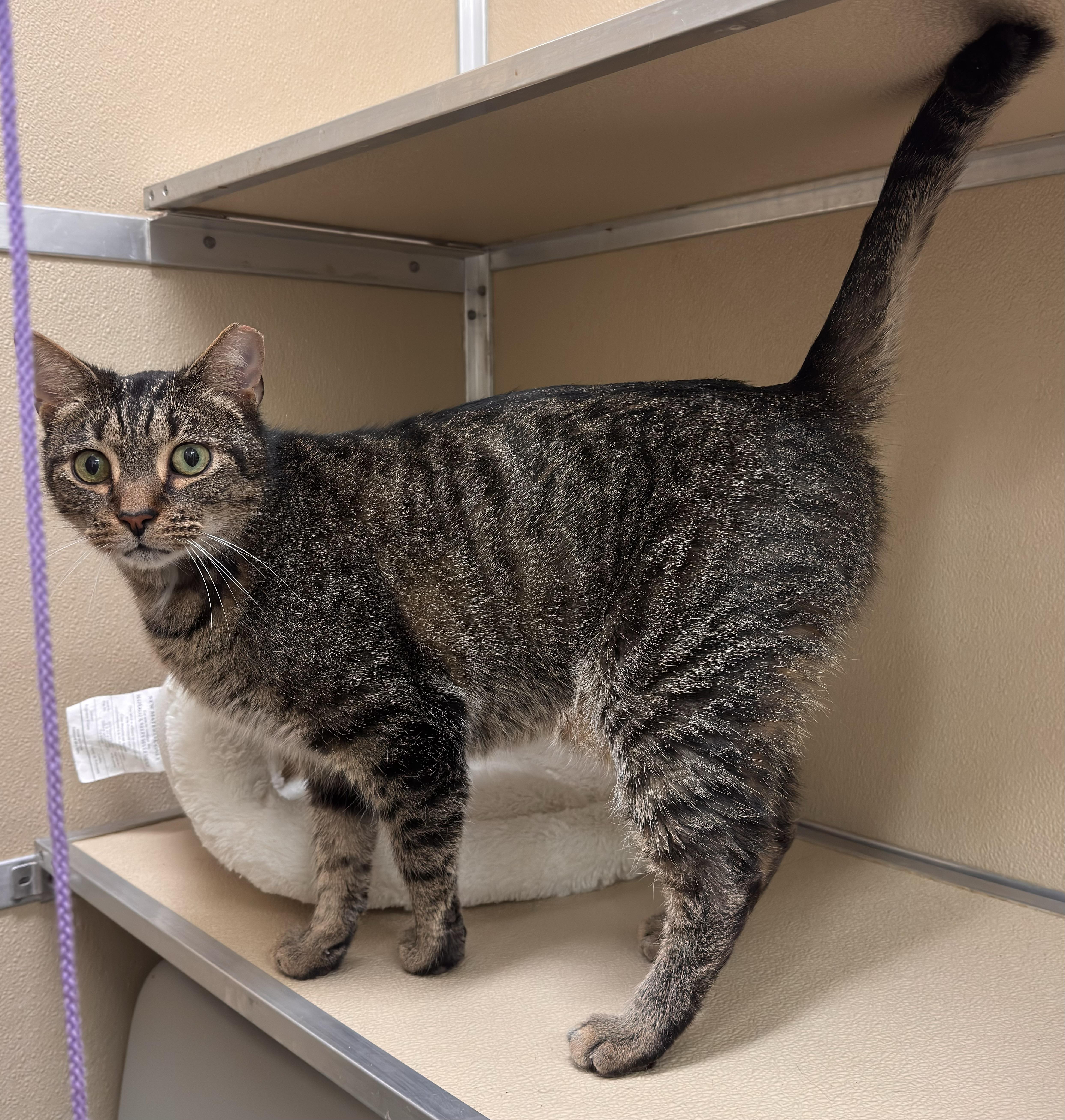 Toby, ADOPTABLE, Adult Male Domestic Short Hair.