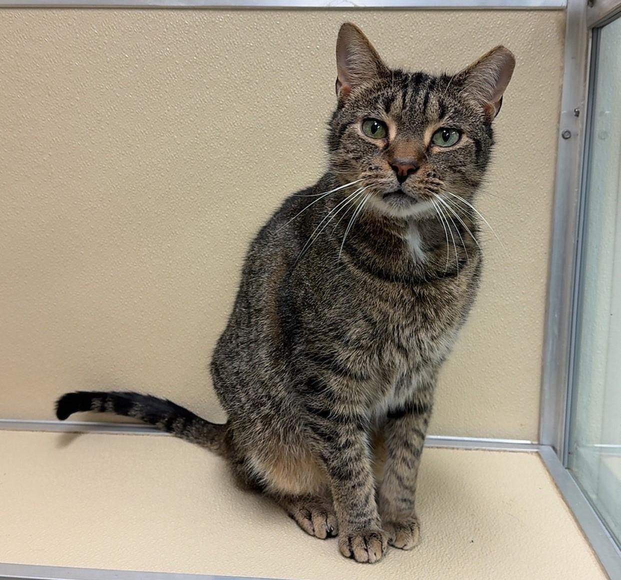Toby, ADOPTABLE, Adult Male Domestic Short Hair.
