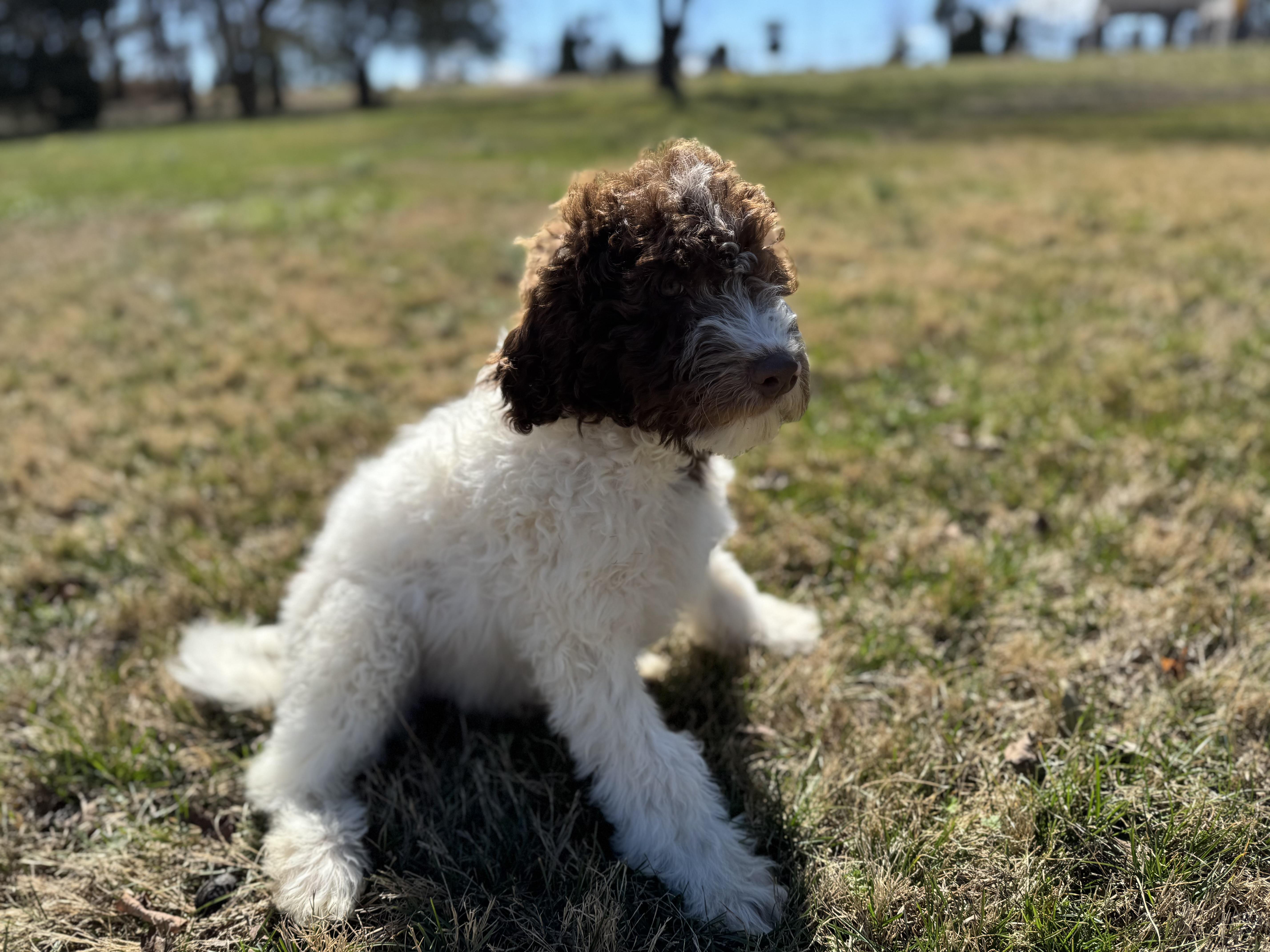Enlarge Maple - PyreDoodle, an adopted mixed breed in Spartanburg, SC image 2/2