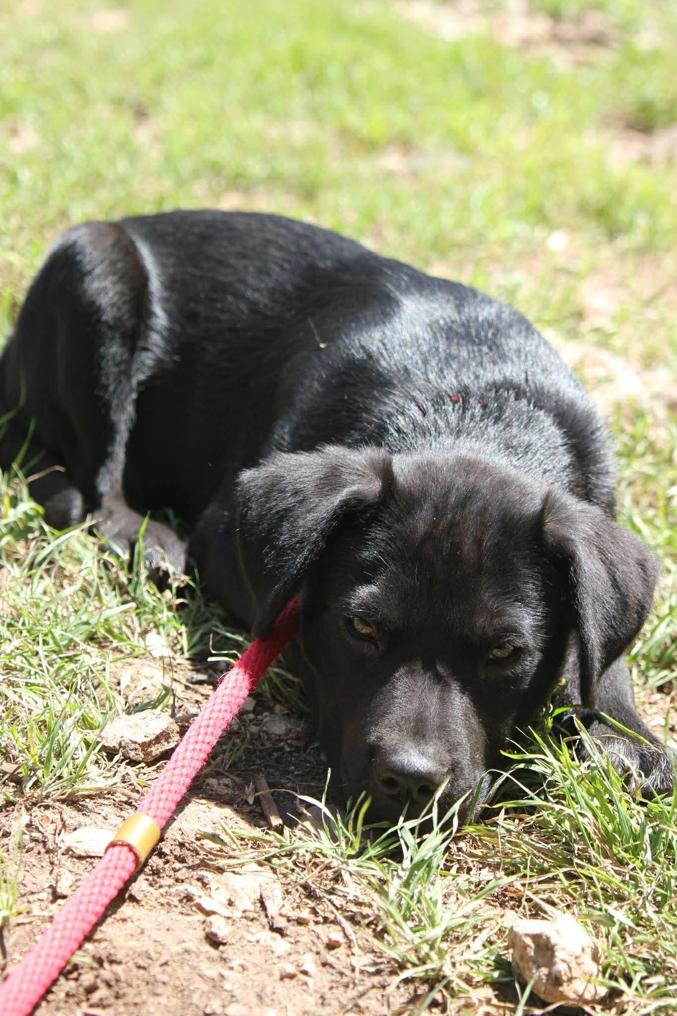Enlarge Finn, an adopted Black Labrador Retriever in Austin, TX image 3/6