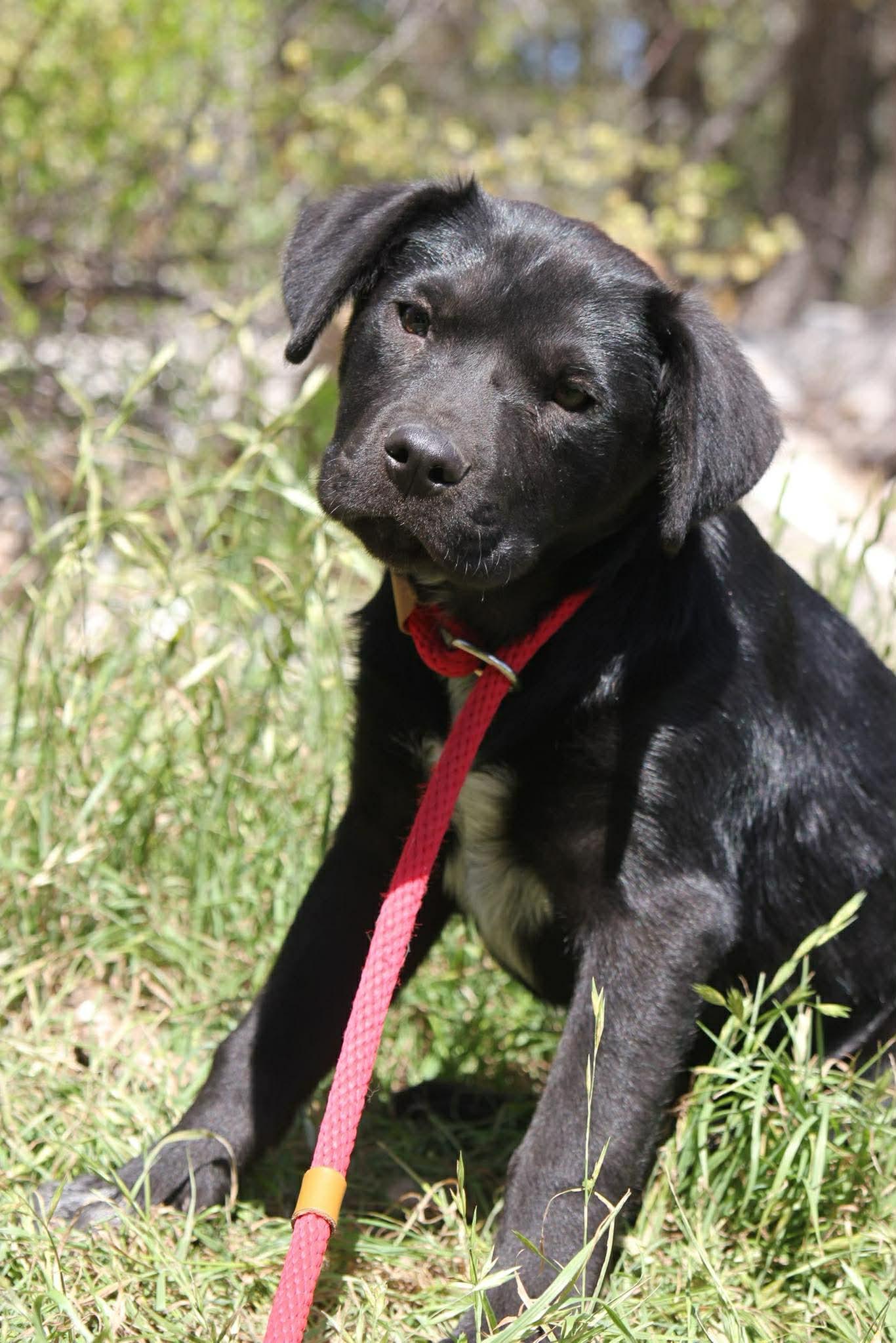 Enlarge Finn, an adopted Black Labrador Retriever in Austin, TX image 6/6